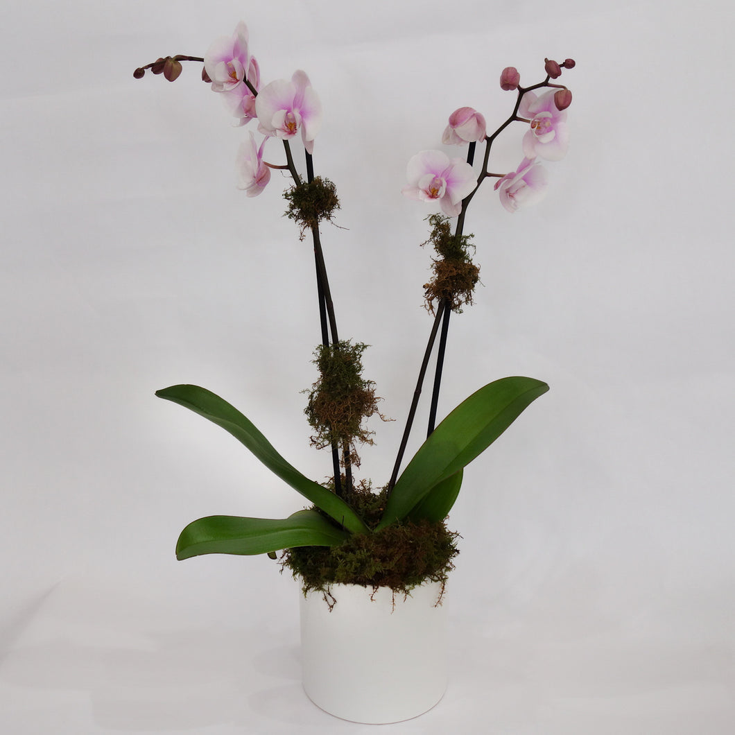 Pink Phalaneopsis | Double Orchid