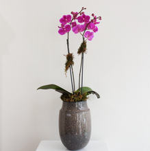 Load image into Gallery viewer, Darling Magenta | Phalaenopsis Orchid
