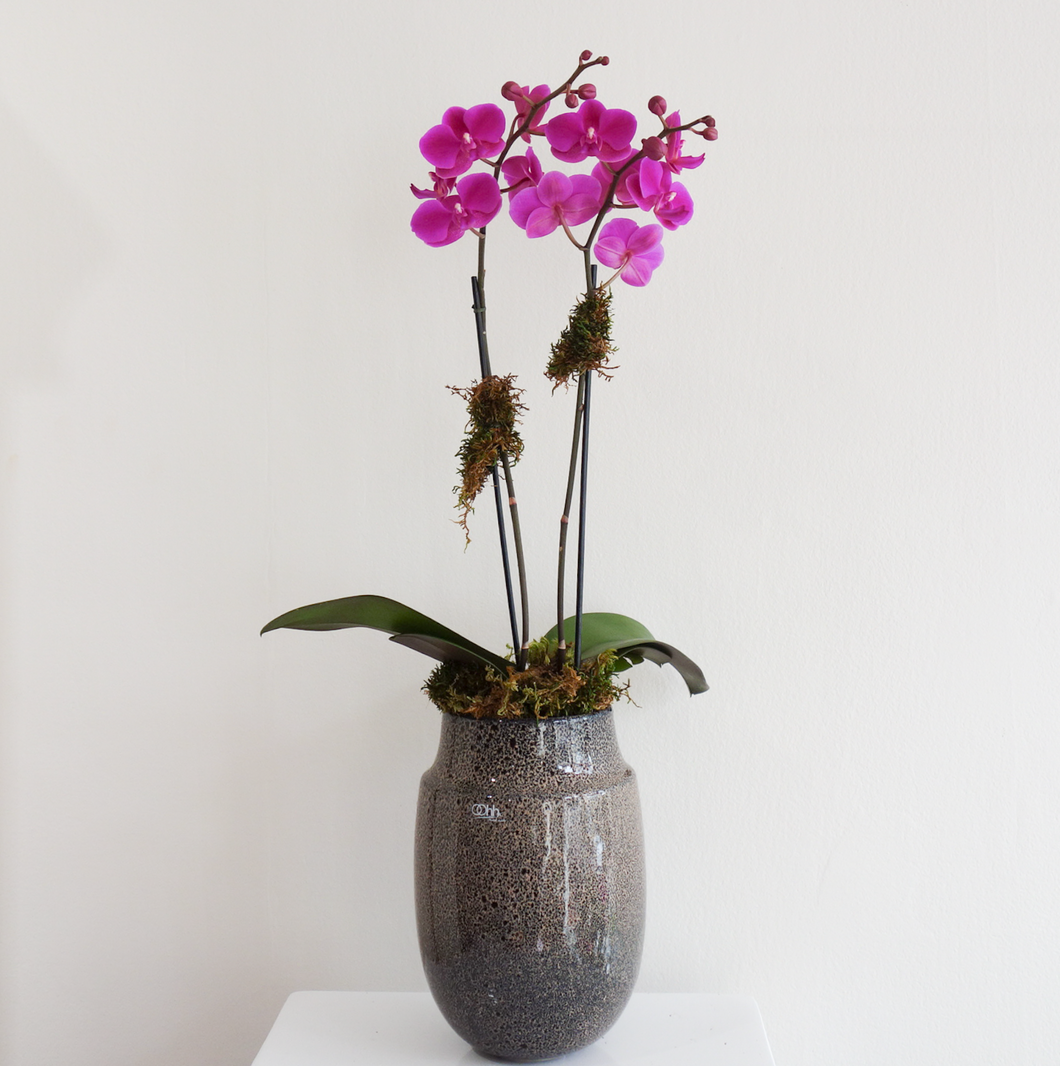 Darling Magenta | Phalaenopsis Orchid
