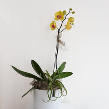 Load image into Gallery viewer, Spring Awakening | Phalaenopsis Orchid
