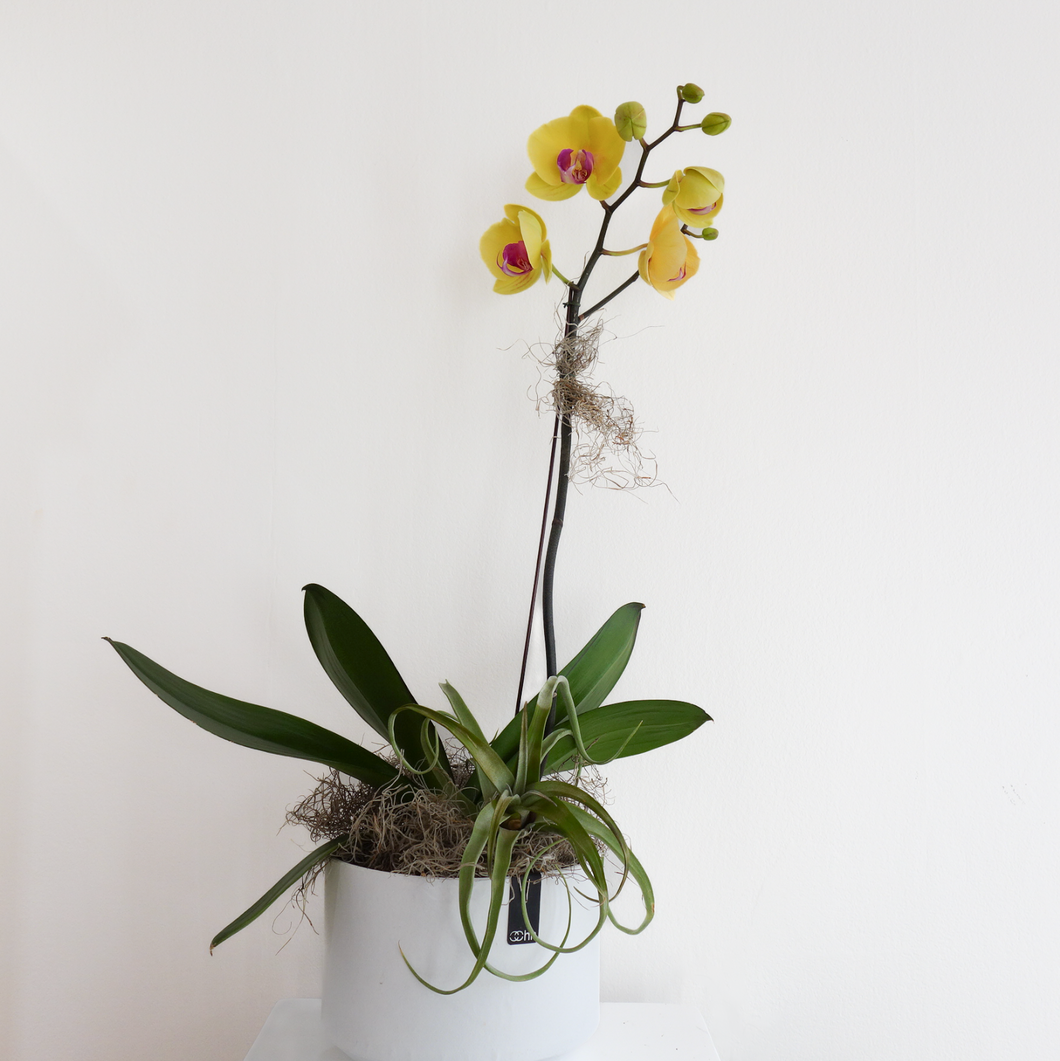 Spring Awakening | Phalaenopsis Orchid