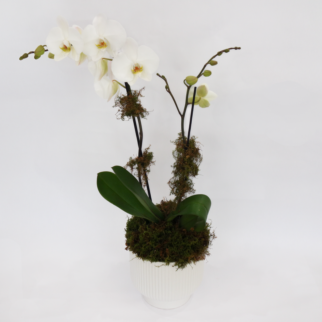 Classic White Phalaneopsis | Double Orchid